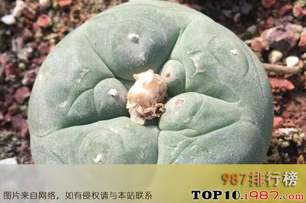十大世界最名贵的多肉植物之银冠玉