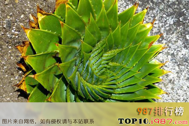 十大世界最名贵的多肉植物之螺旋芦荟