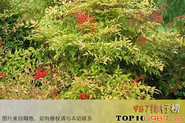 十大最常见的室内观果植物之南天竹