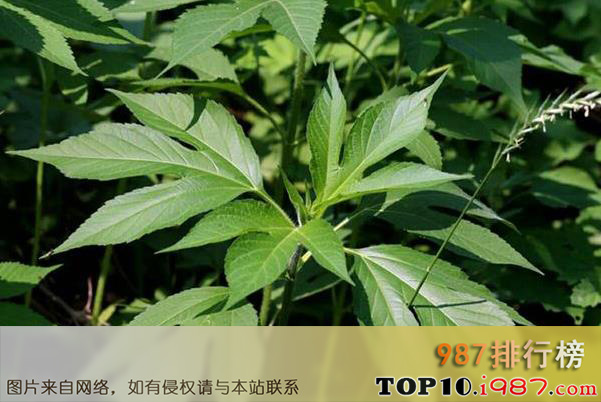 十大国内外来入侵植物之三裂叶豚草