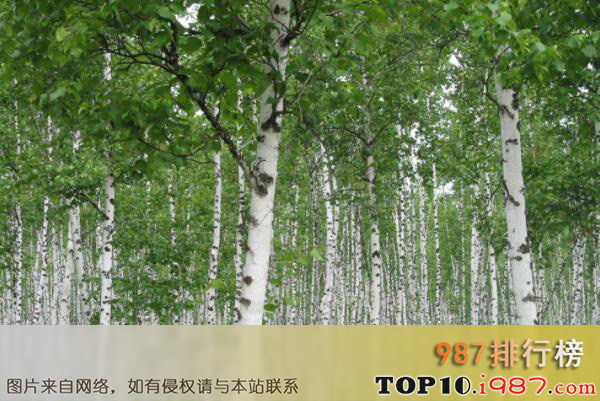 十大世界国树之白桦
