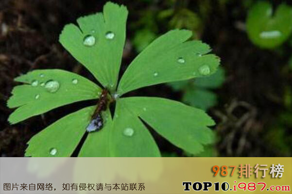 中国十大国家保护草本植物之独叶草