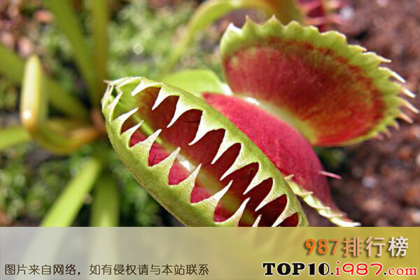 十大世界最出名的草本植物之捕蝇草