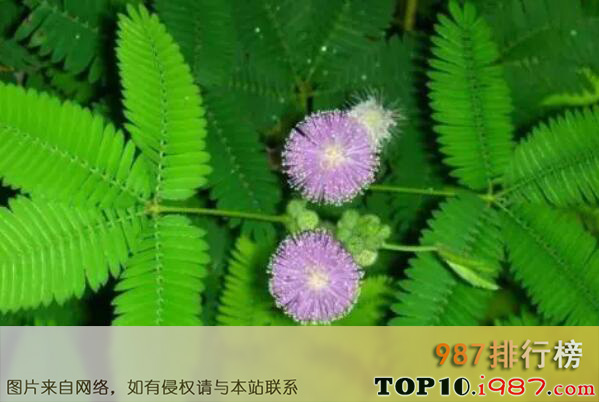 十大世界最出名的草本植物之含羞草