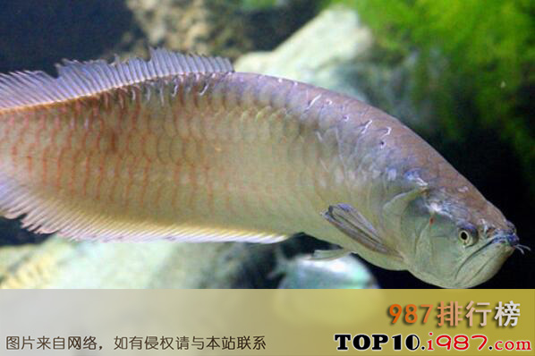 十大世界最贵的宠物品种之白金龙鱼