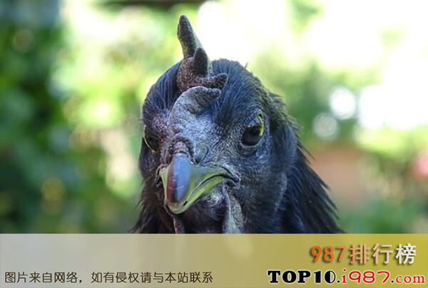 十大世界最贵的宠物品种之金属鸡