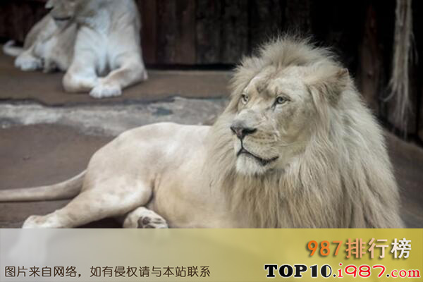 十大世界最贵的宠物品种之白狮