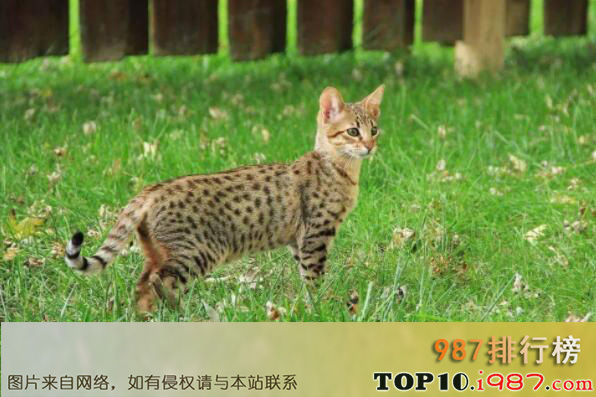 十大世界最贵的宠物品种之热带草原猫