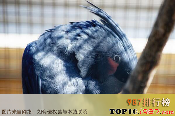 十大世界最贵的宠物品种之棕榈凤头鹦鹉