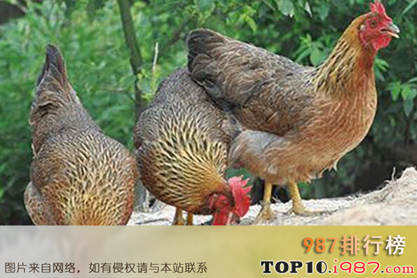 十大名鸡品种之清远鸡