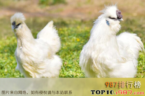 十大名鸡品种之泰和乌鸡