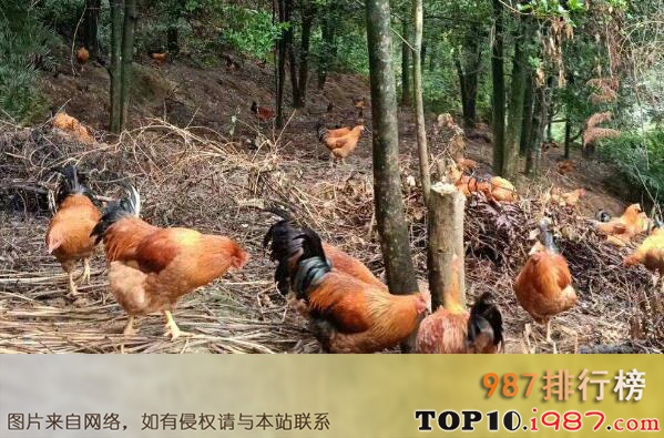 十大名鸡品种之灵山香鸡
