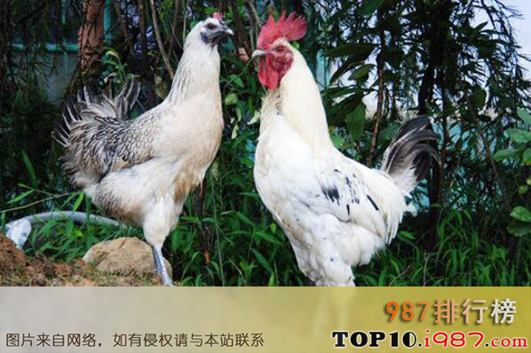 十大名鸡品种之景阳鸡