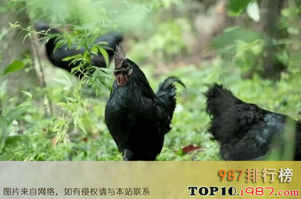 十大名鸡品种之德化黑鸡