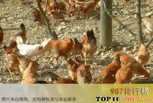 十大名鸡品种之卢氏鸡