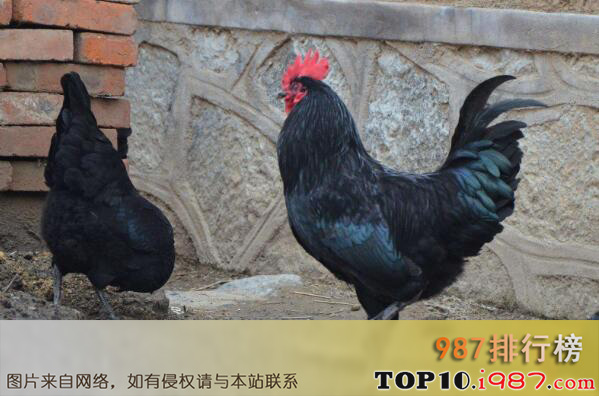 十大名鸡品种之寿光鸡