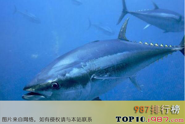 十大世界营养价值最高的鱼类之蓝鳍金枪鱼
