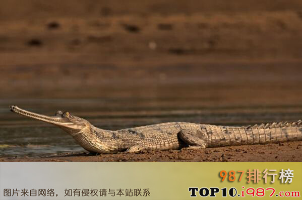 十大世界体型最大的鳄鱼之恒河鳄