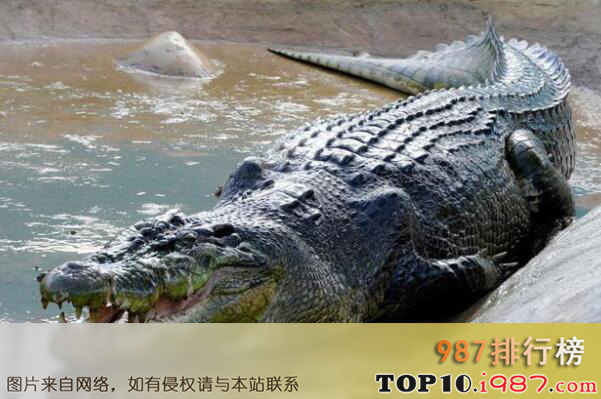 世界体型最大的十大鳄鱼之湾鳄
