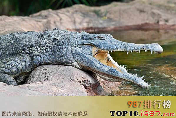 十大世界体型最大的鳄鱼之奥里诺科鳄