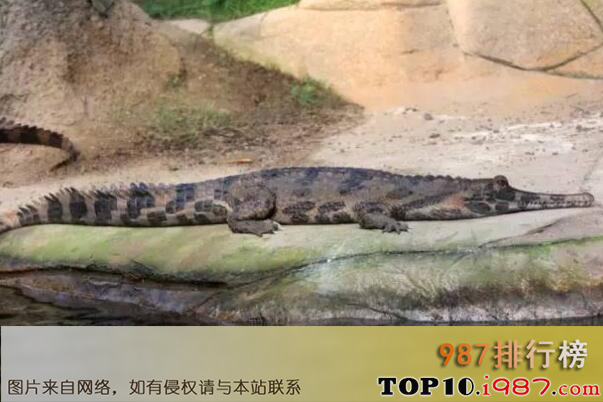 十大世界体型最大的鳄鱼之马来切喙鳄鱼