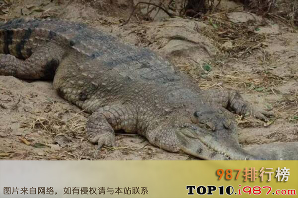 十大世界体型最大的鳄鱼之非洲狭吻鳄