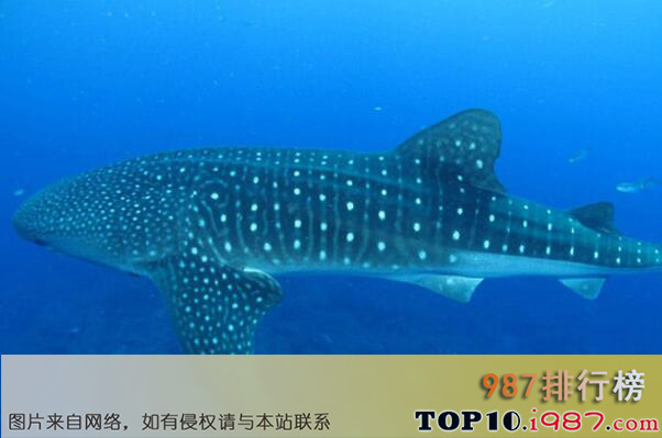 十大世界体型最长的鱼类之鲸鲨