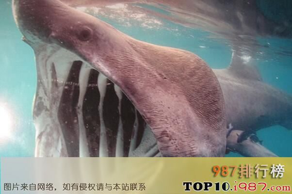 十大世界体型最长的鱼类之姥鲨