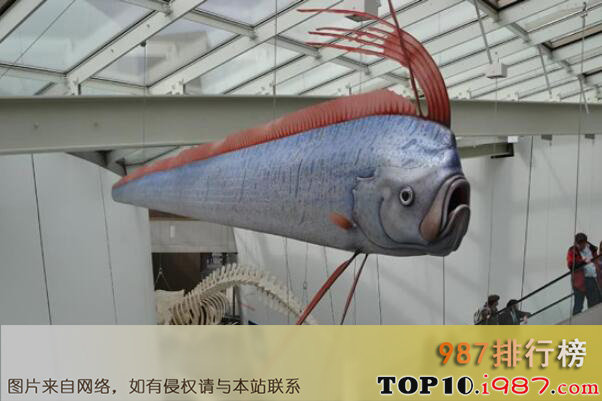 十大世界体型最长的鱼类之皇带鱼