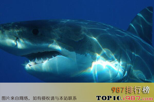 十大世界体型最长的鱼类之大白鲨