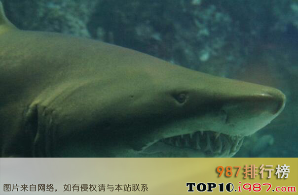 十大世界体型最长的鱼类之虎鲨