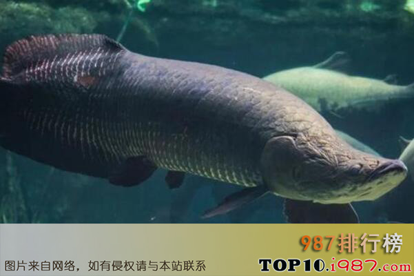 十大世界体型最长的鱼类之巨骨舌鱼