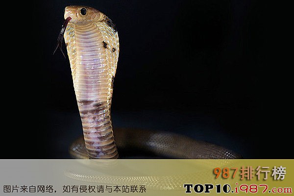 十大中国最毒的毒蛇之舟山眼镜蛇