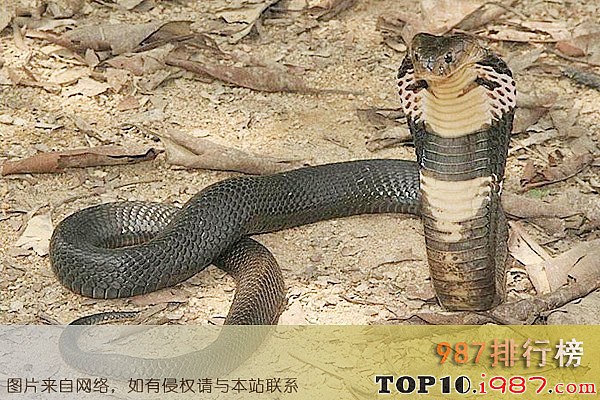 十大中国最毒的毒蛇之眼镜王蛇