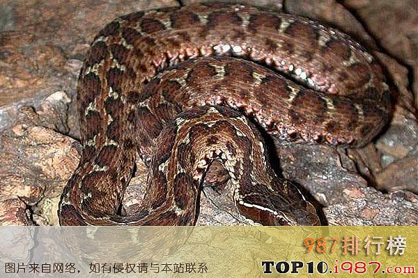 十大中国最毒的毒蛇之白眉蝮