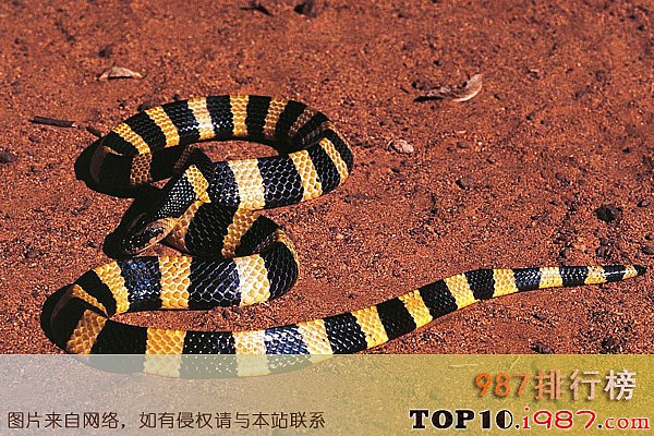 十大中国最毒的毒蛇之金环蛇