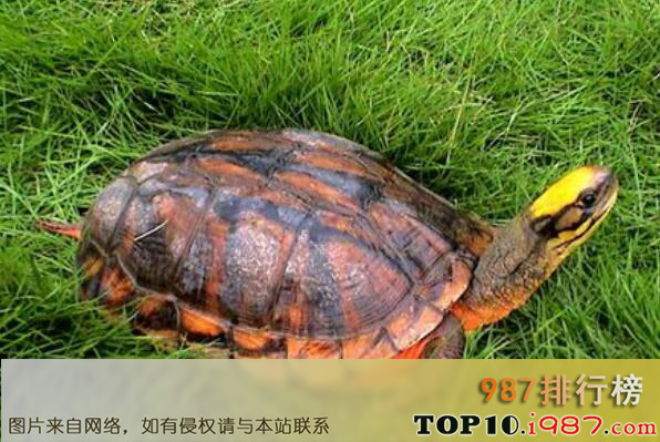 十大最漂亮的乌龟之金钱龟