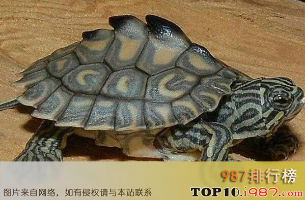 十大最漂亮的乌龟之地图龟