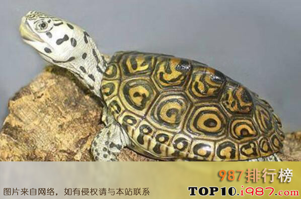 十大最漂亮的乌龟之钻纹龟