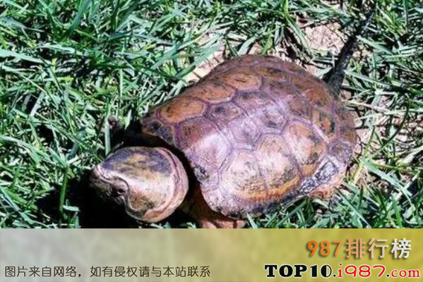 十大最漂亮的乌龟之鹰嘴龟