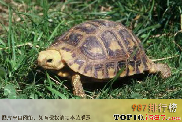 十大最漂亮的乌龟之缅甸陆龟