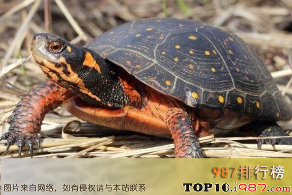 十大最漂亮的乌龟之星点龟