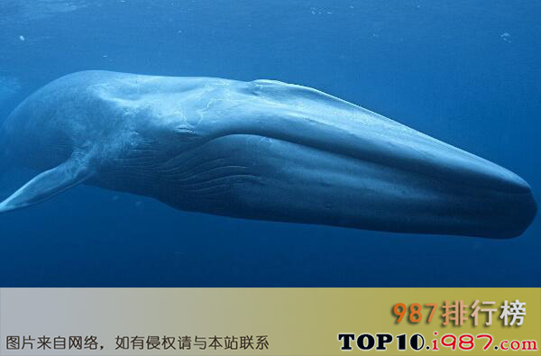 十大哺乳动物之蓝鲸