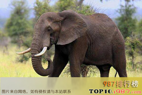 十大哺乳动物之非洲象