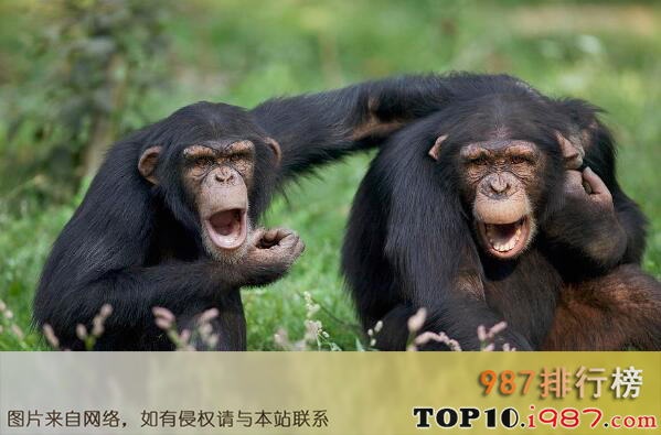 十大哺乳动物之黑猩猩