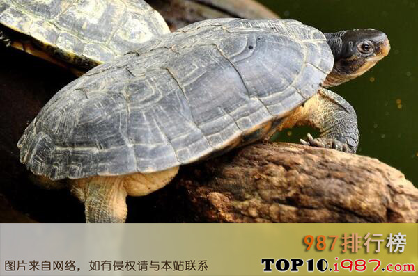 十大名贵乌龟之黄喉拟水龟