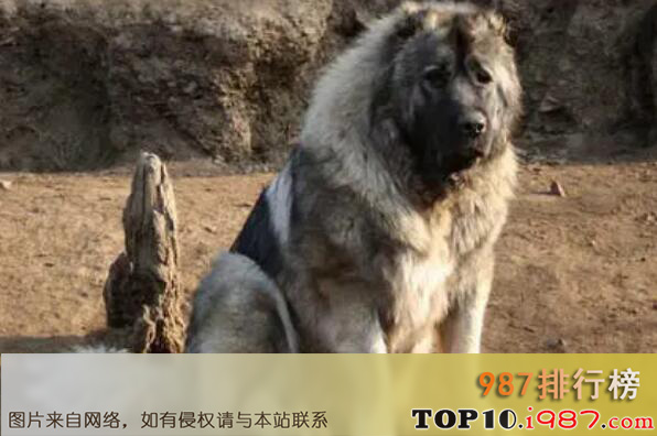 十大世界最危险猛犬之高加索牧羊犬