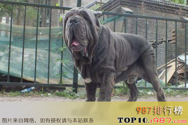 世界十大最危险猛犬之巴西非勒
