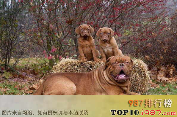 十大世界最危险猛犬之杜高犬