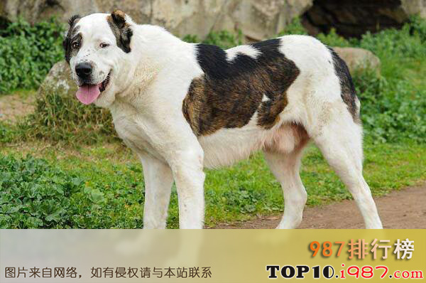 十大世界最危险猛犬之西班牙加纳利犬
